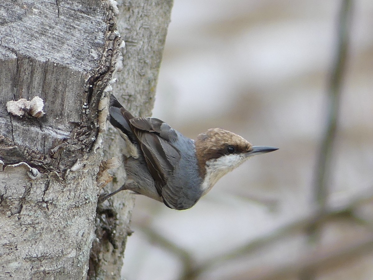 Brown-headed Nuthatch - ML51446241