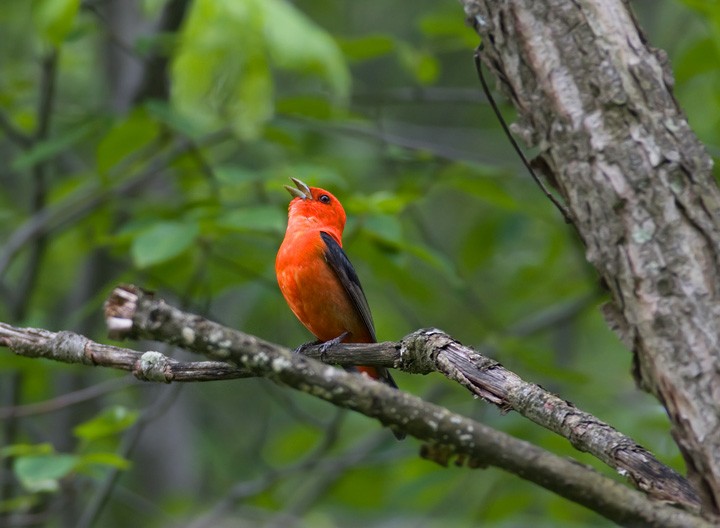 Scarlet Tanager - ML514462571