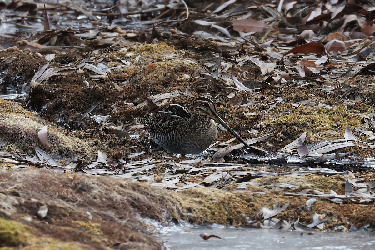 Wilson's Snipe - ML514462591