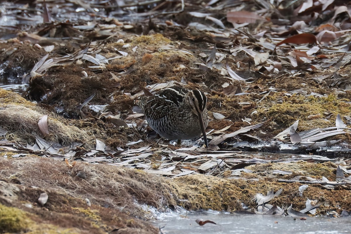 Wilson's Snipe - ML514462601