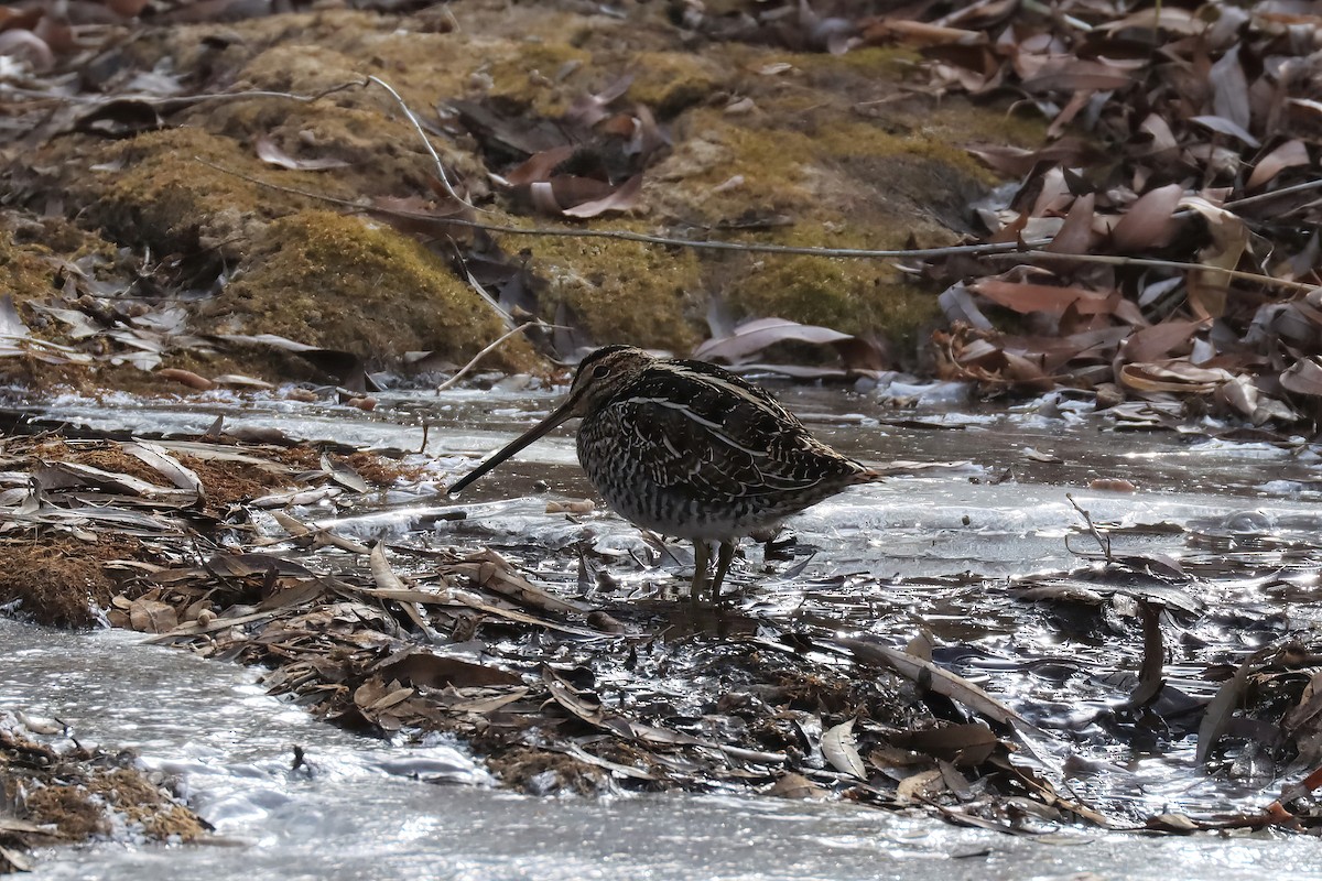 Wilson's Snipe - ML514462611