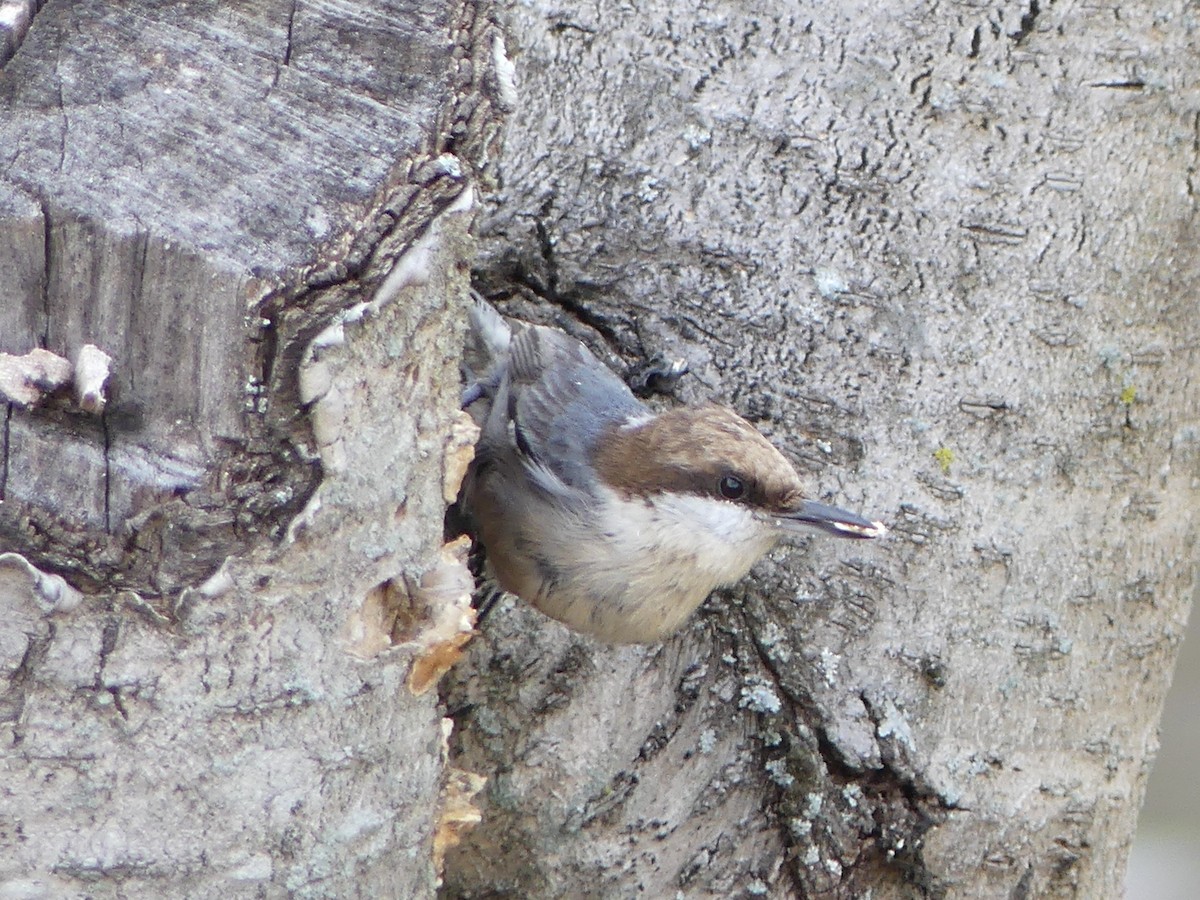 Brown-headed Nuthatch - Shelley Rutkin