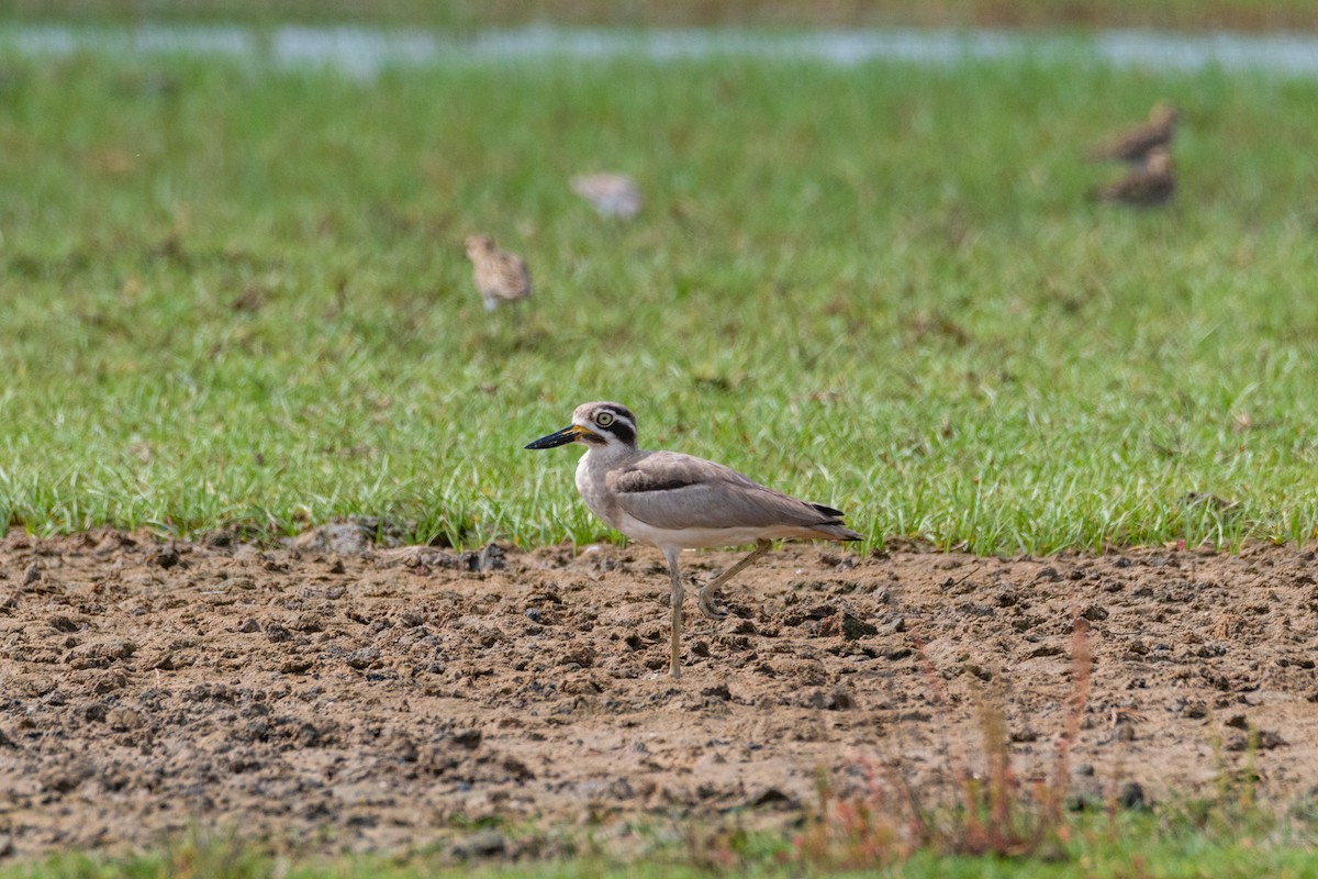 Great Thick-knee - ML514463861