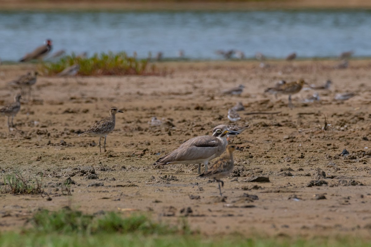 Great Thick-knee - ML514463871