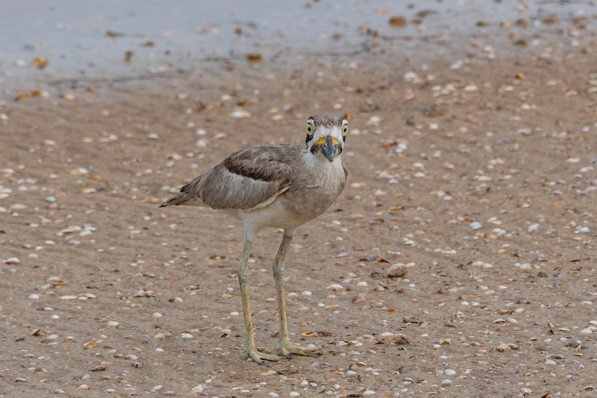 Great Thick-knee - ML514463881