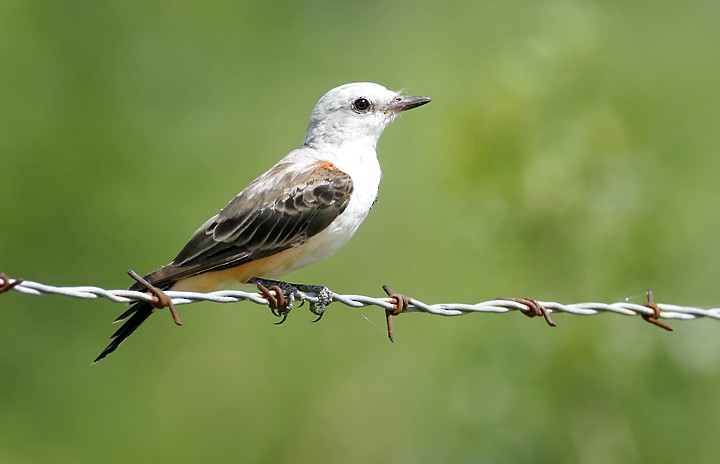 Scissor-tailed Flycatcher - ML514465301