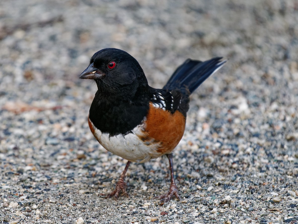 Spotted Towhee - Dale Floer