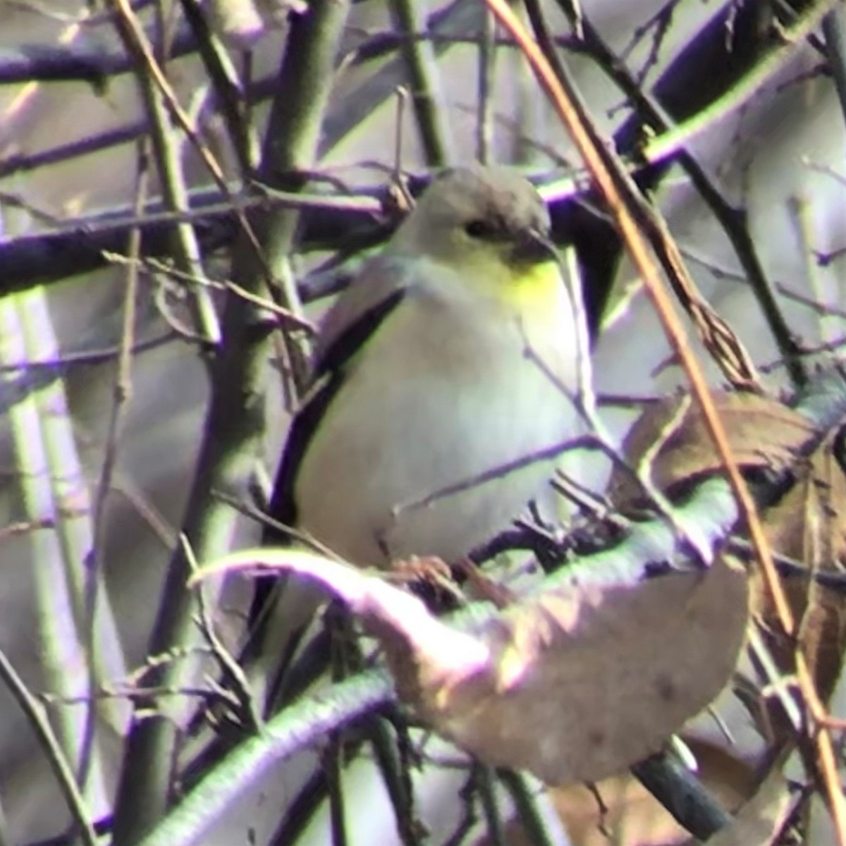 American Goldfinch - ML514469341