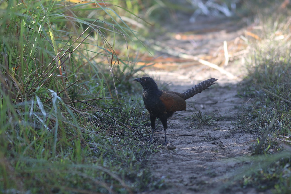 Coucal rufin - ML514469931