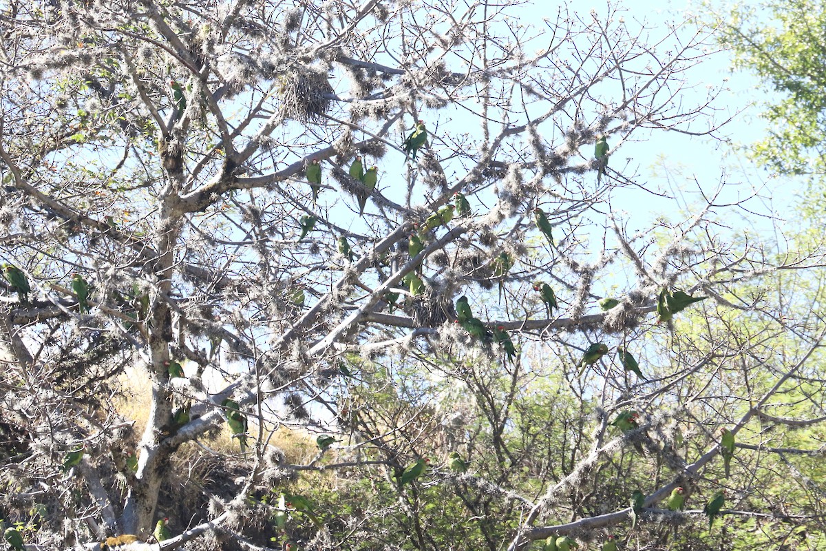 Mitred Parakeet - ML514470061