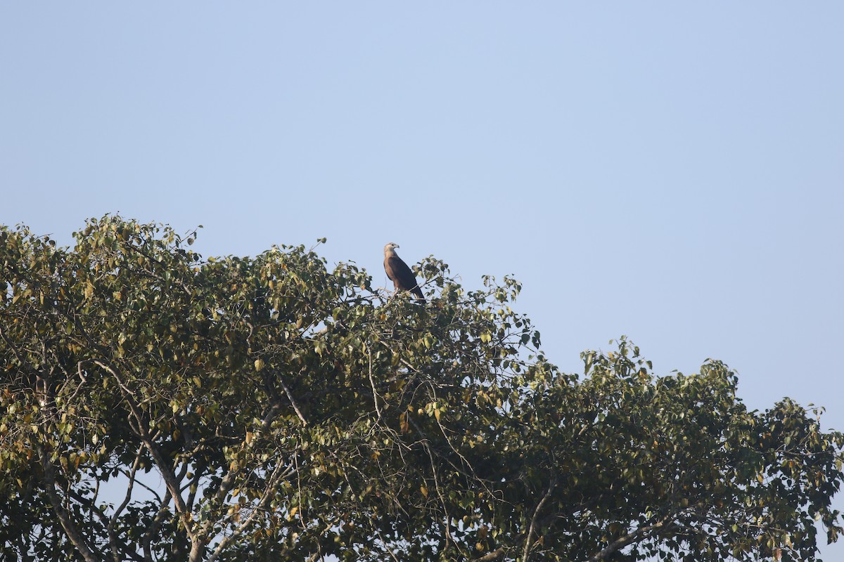 Pallas's Fish-Eagle - bhavik patel