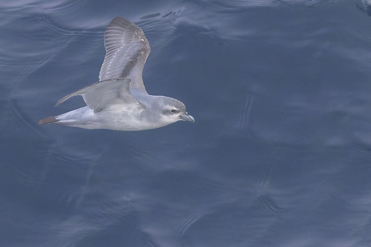 Fulmar Prion - ML514474481