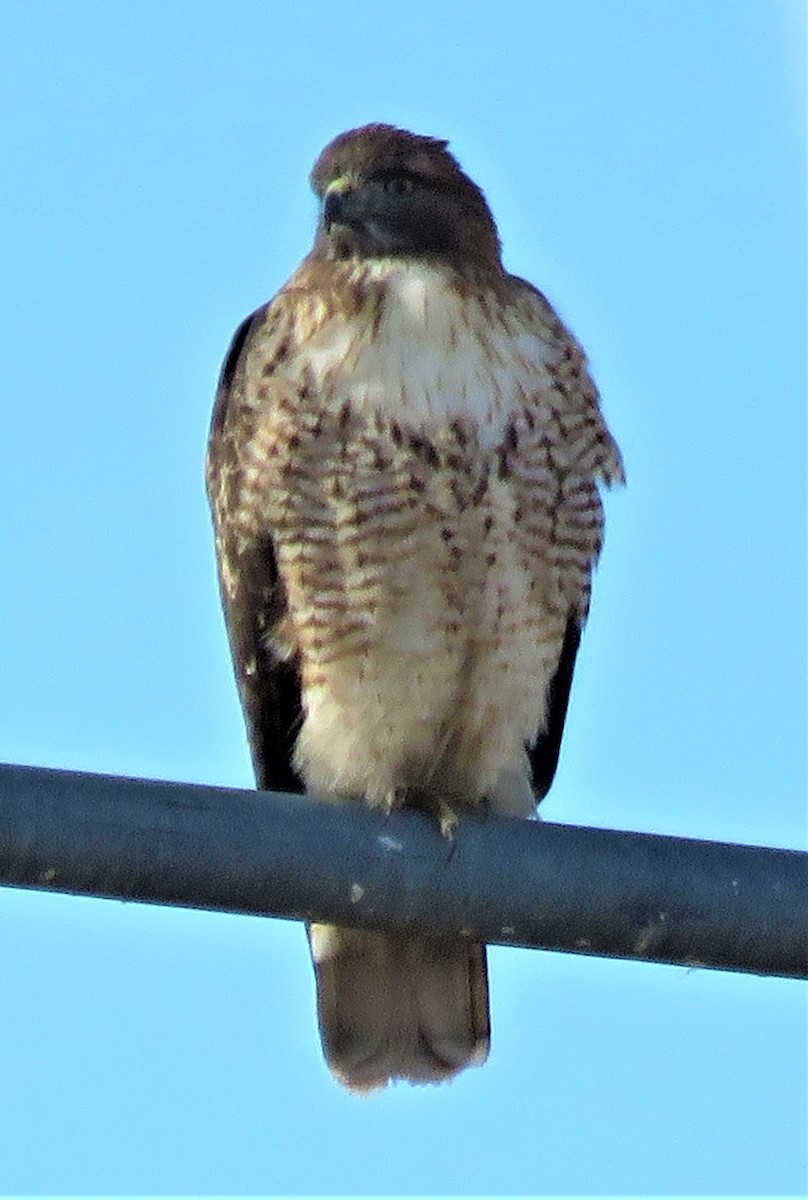 Red-tailed Hawk - ML514475231