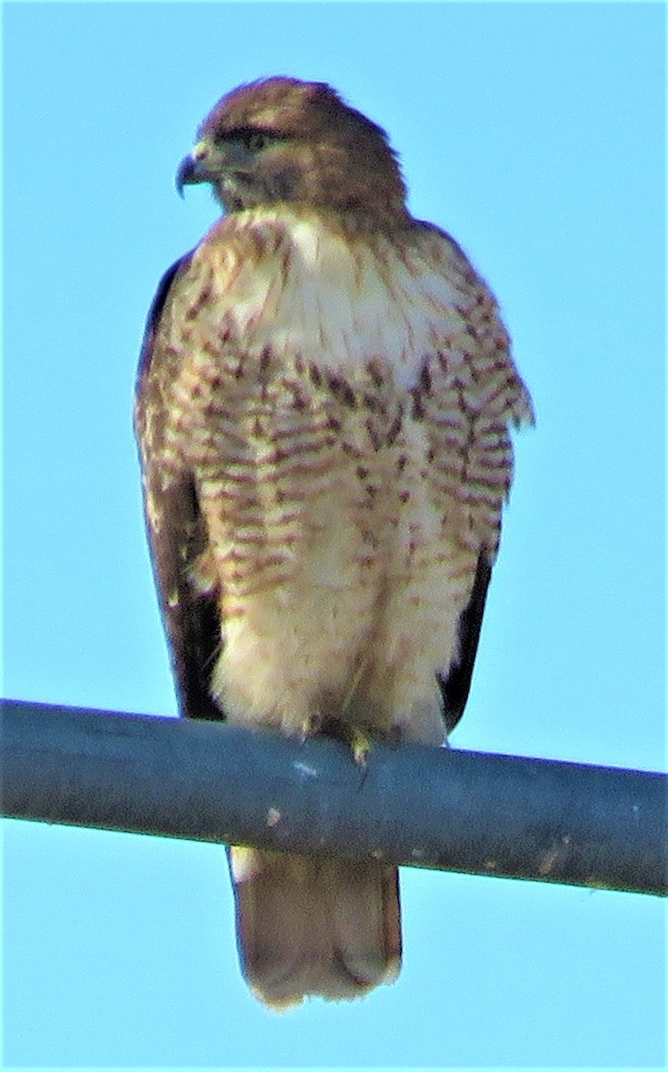 Red-tailed Hawk - ML514475241