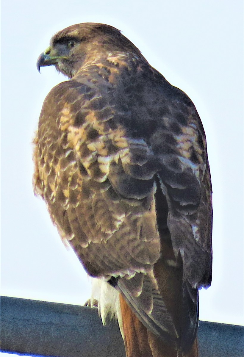 Red-tailed Hawk - ML514475251