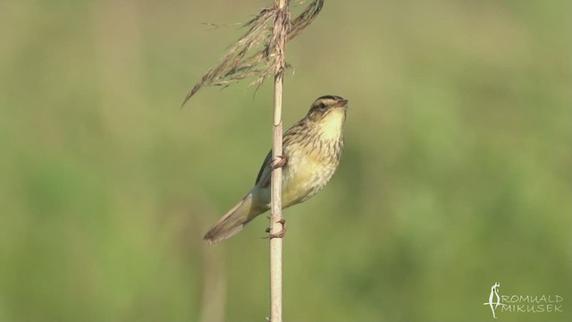 Aquatic Warbler - ML514476291