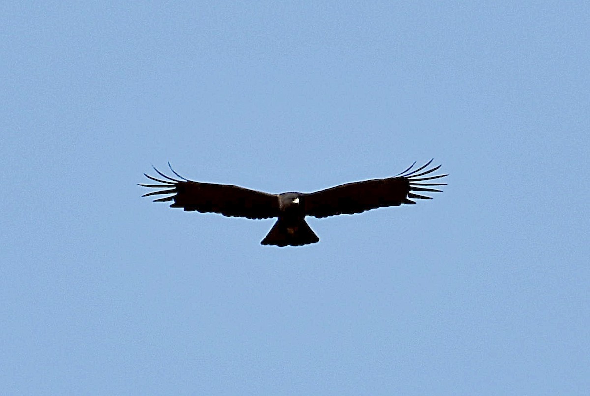 Black Eagle - ML514476541
