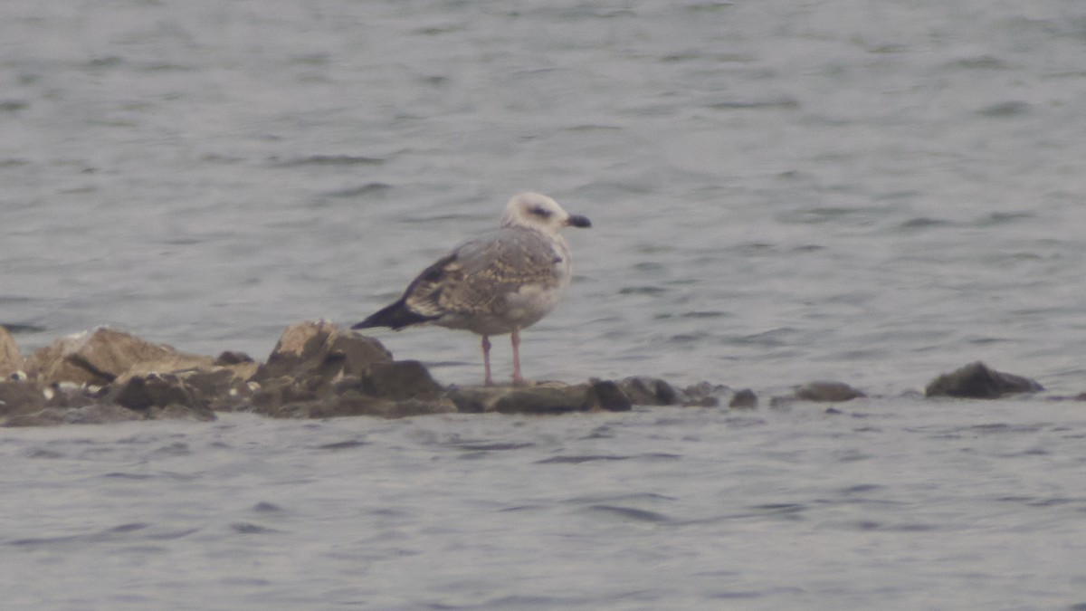 Yellow-legged Gull - René Vierath