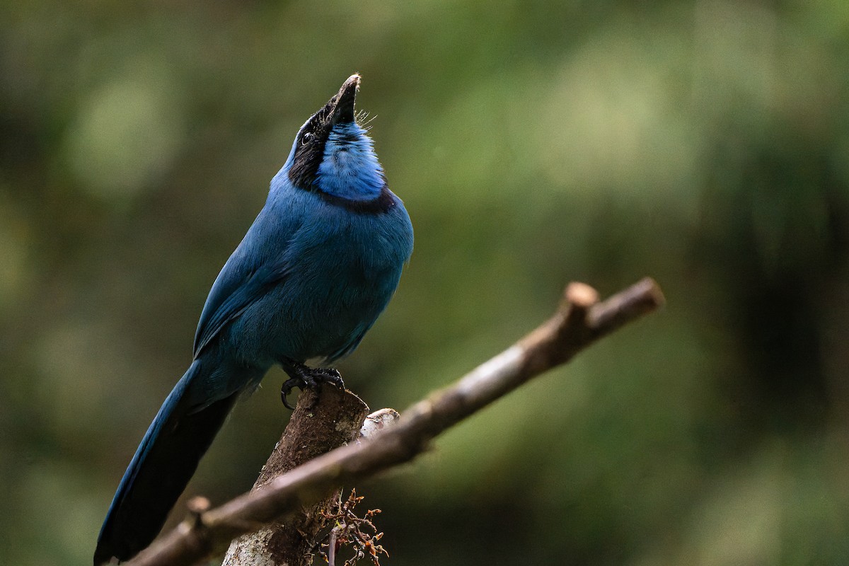 Turquoise Jay - William Hemstrom