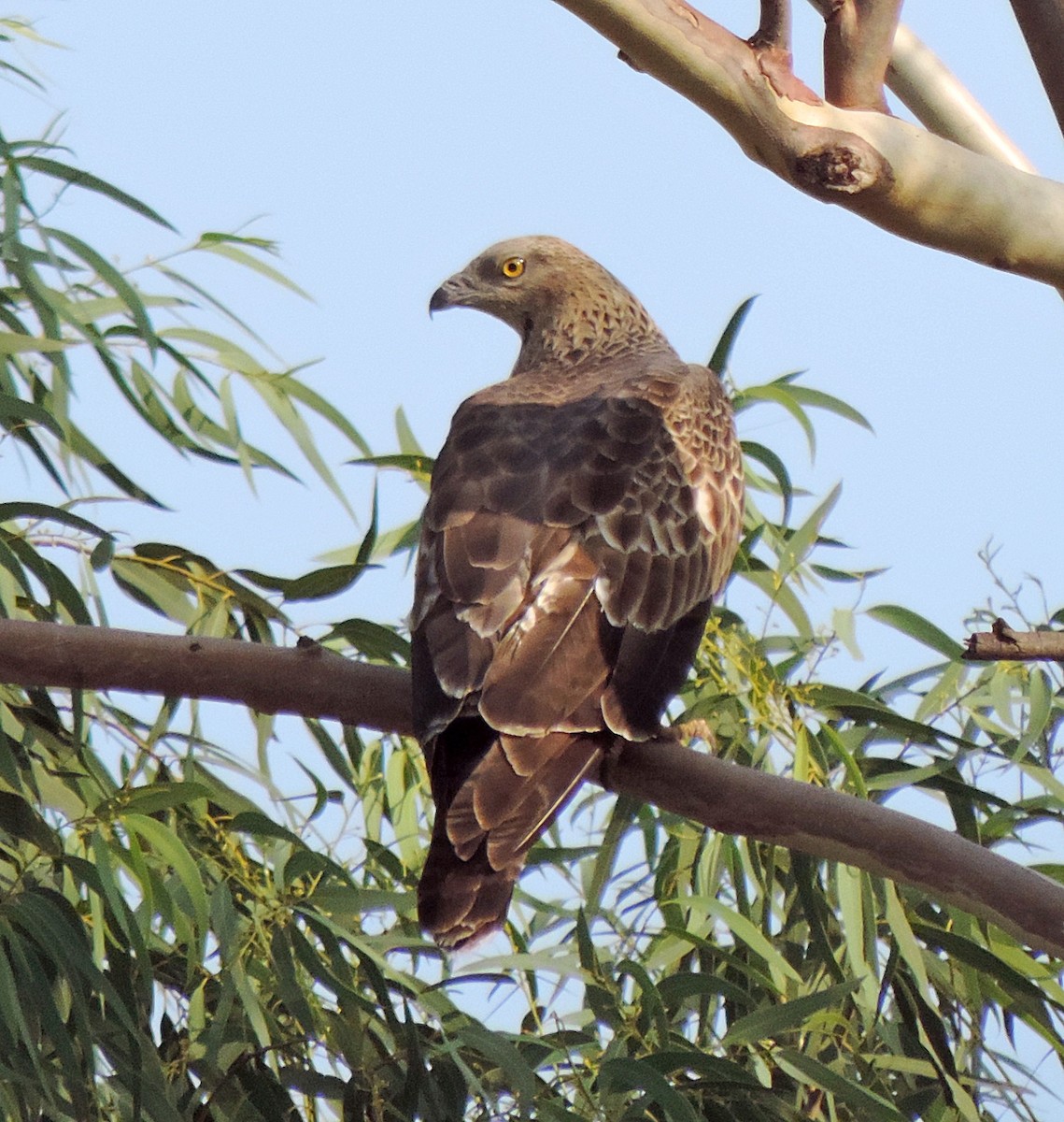 Falco pecchiaiolo orientale - ML514479101
