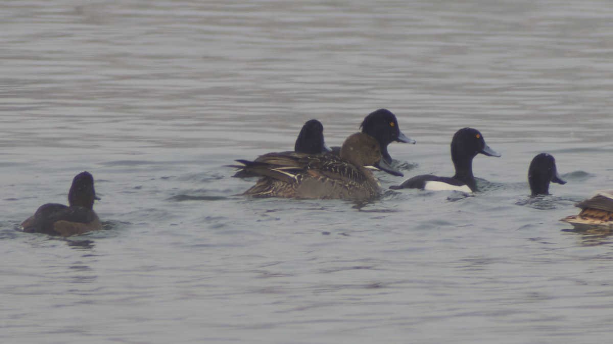 Northern Pintail - ML514479231