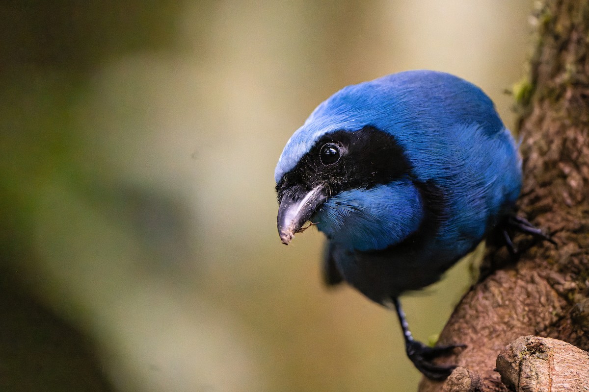 Turquoise Jay - William Hemstrom