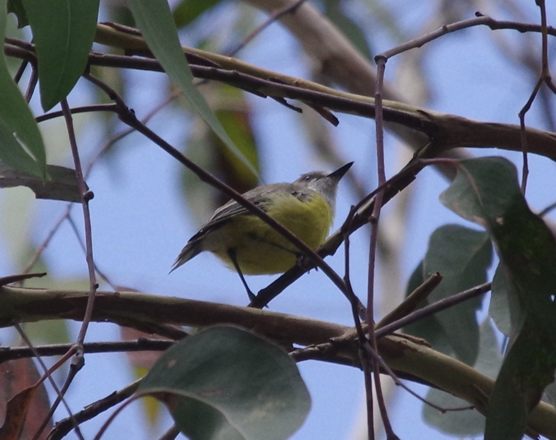 White-throated Gerygone - Max Weatherall