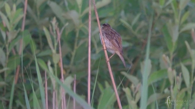 Aquatic Warbler - ML514482211