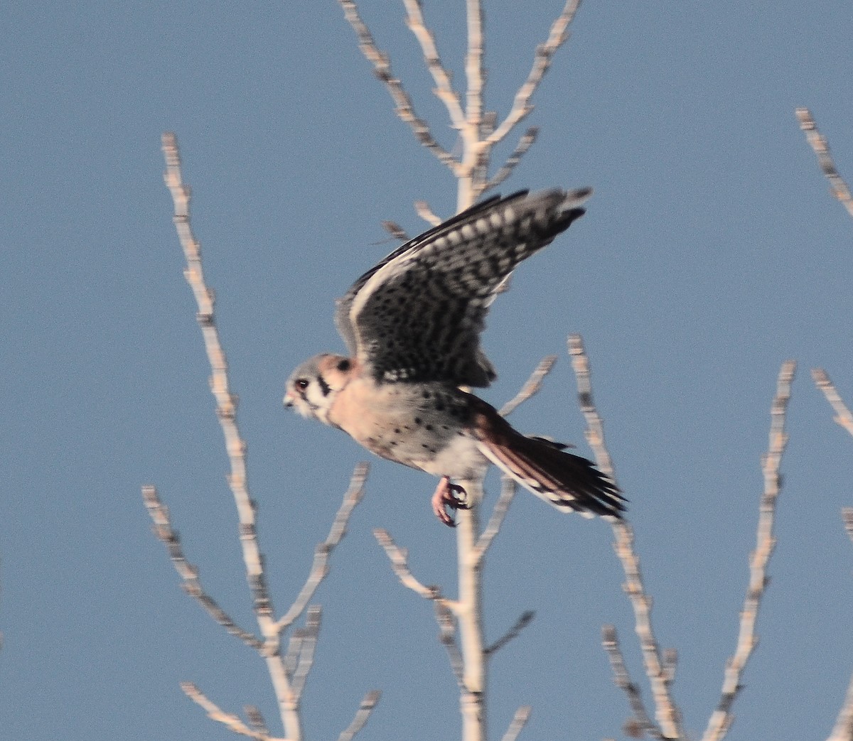 American Kestrel - ML51448291