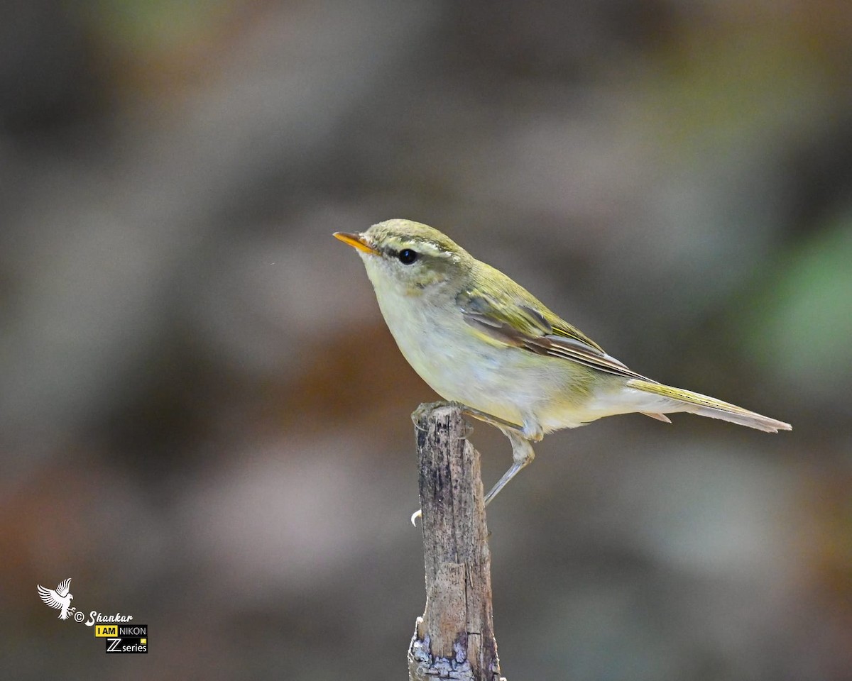 Mosquitero del Cáucaso - ML514483231