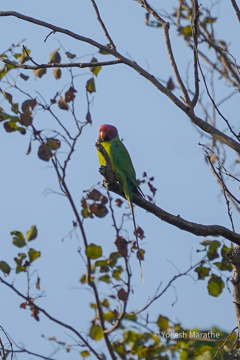 Plum-headed Parakeet - ML514483861