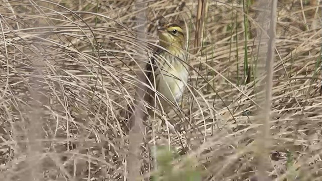 Aquatic Warbler - ML514484131