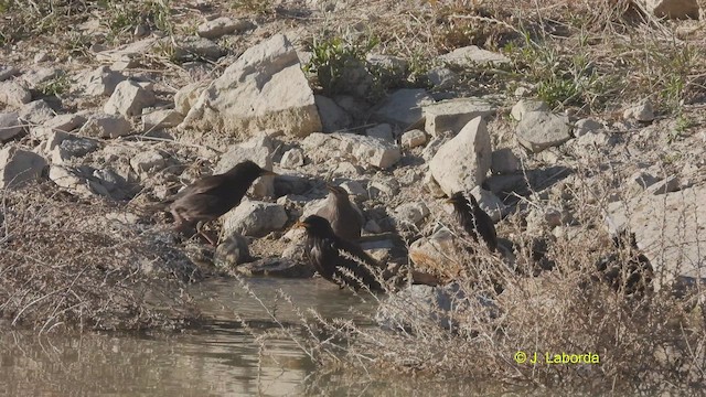 Spotless Starling - ML514484941