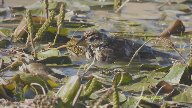 Corn Bunting - ML514485071