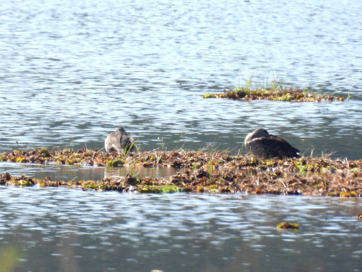 Indian Spot-billed Duck - ML514486311