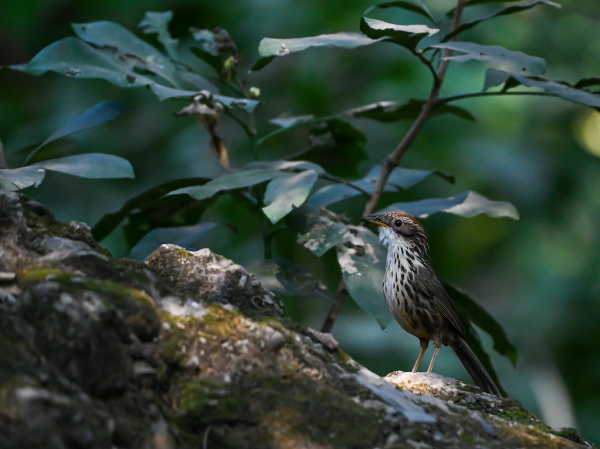 Puff-throated Babbler - ML514486361