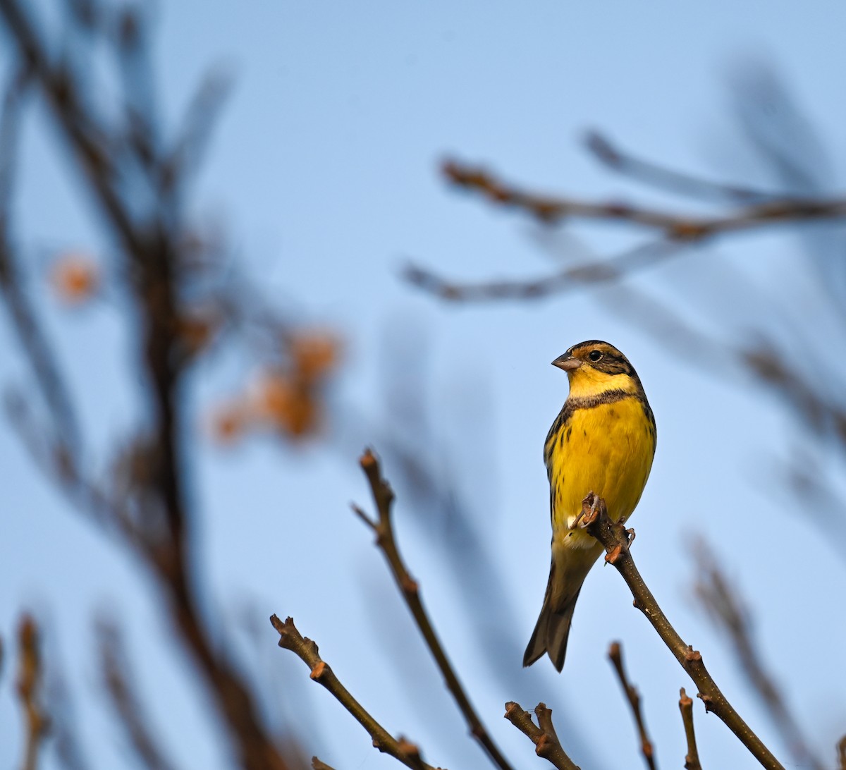 Yellow-breasted Bunting - ML514486451