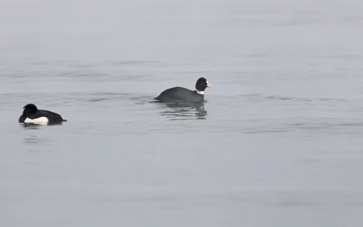 Eurasian Coot - ML514487411