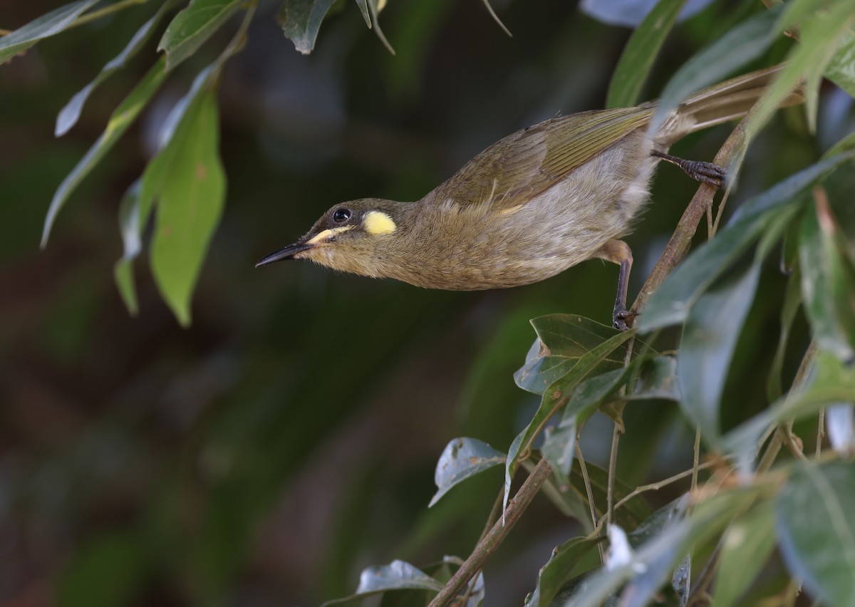 Yellow-spotted Honeyeater - Andy Gee