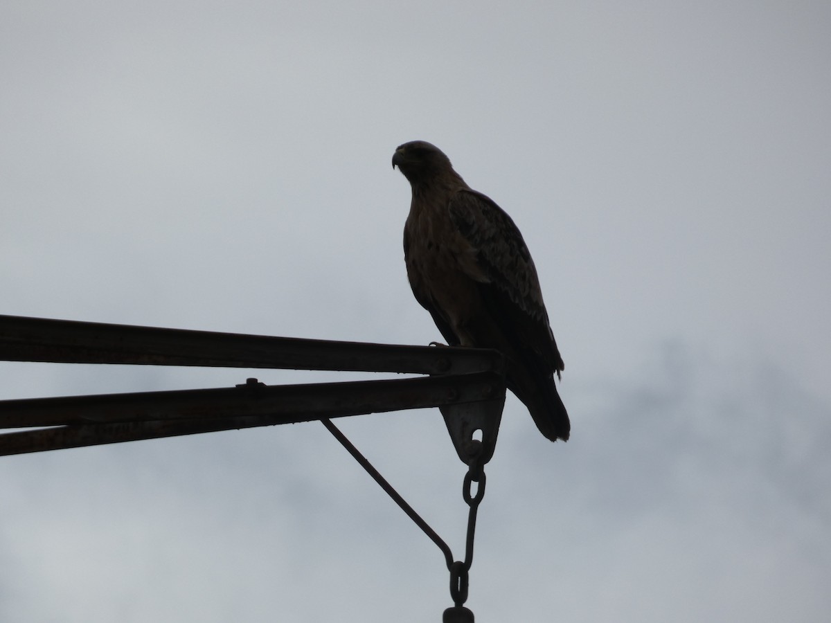 Águila Imperial Ibérica - ML514491571