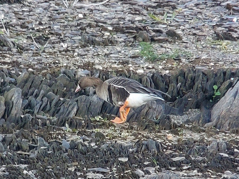 Greater White-fronted Goose - ML514491651