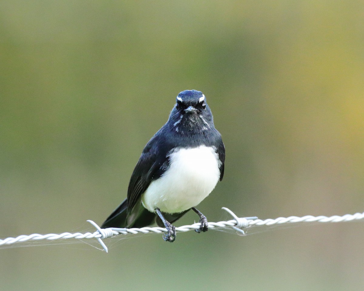 Willie-wagtail - Rolo Rodsey