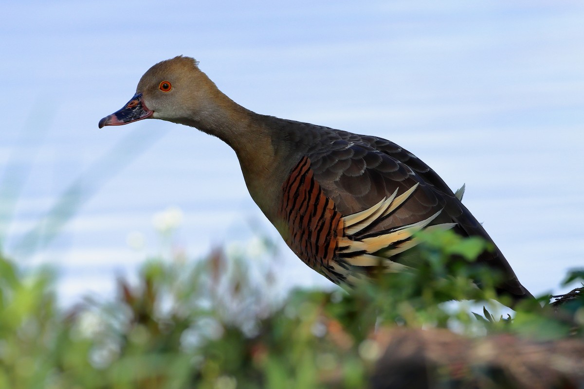 Plumed Whistling-Duck - Rolo Rodsey