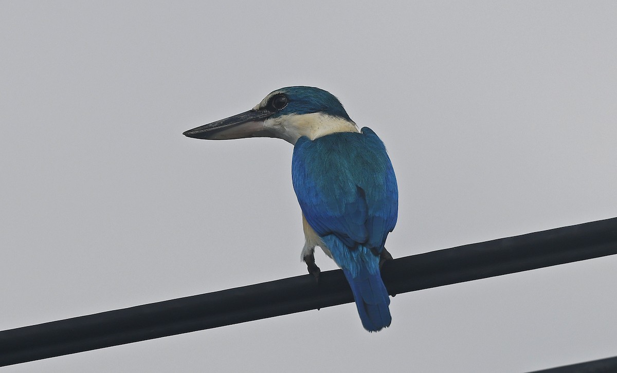 Collared Kingfisher (Oriental) - Paul Chapman