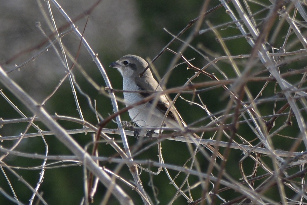 Boreal Örümcekkuşu - ML51449391