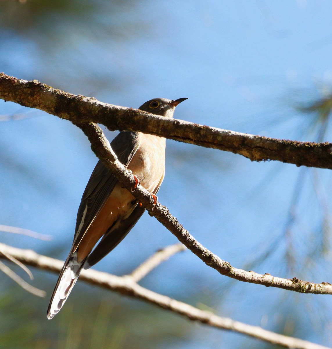 Fan-tailed Cuckoo - ML514494671