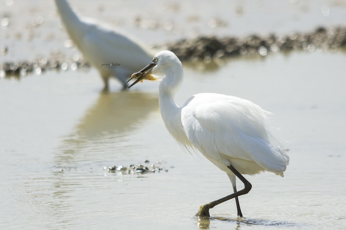 Little Egret - ML51449481