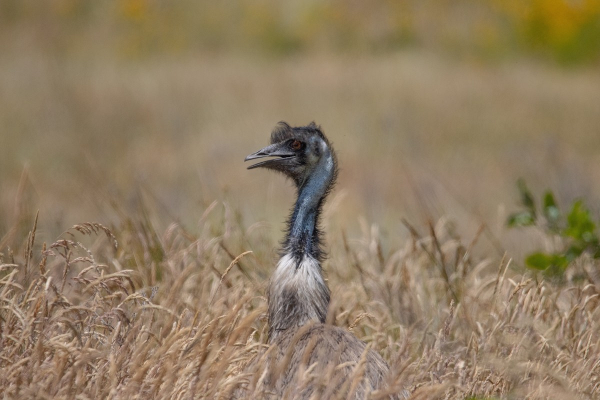 Emu - Zachary Flegg