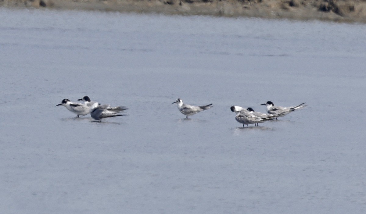 White-winged Tern - ML514496151