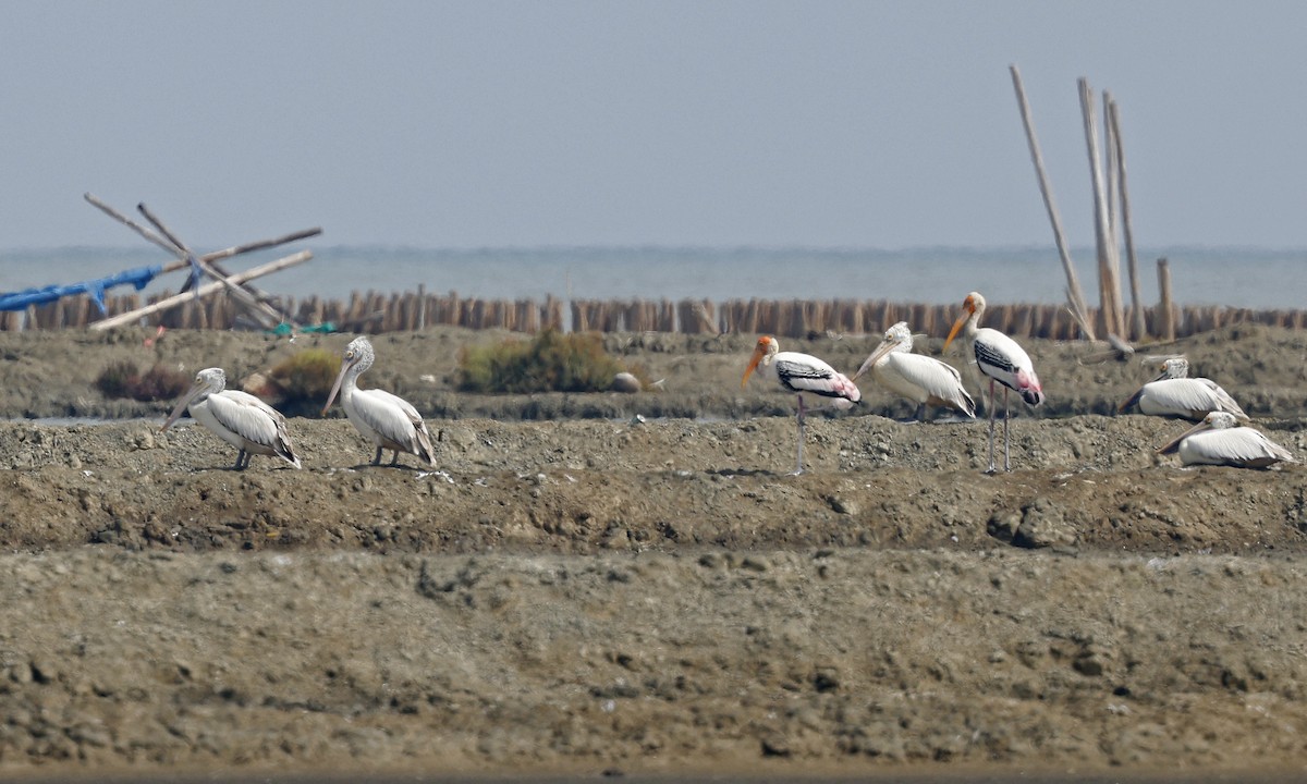 Spot-billed Pelican - ML514496451